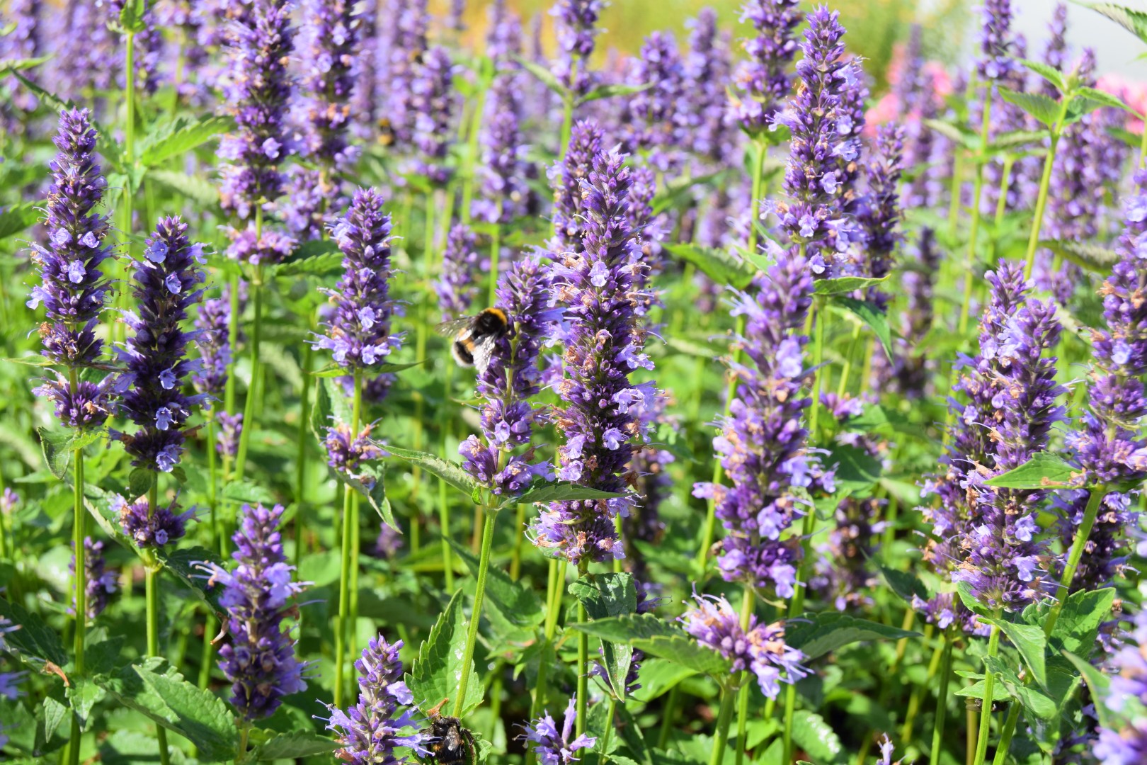 Agastache 'Black Adder'